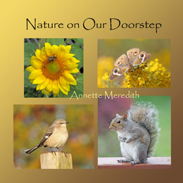 Nature On Our Doorstep